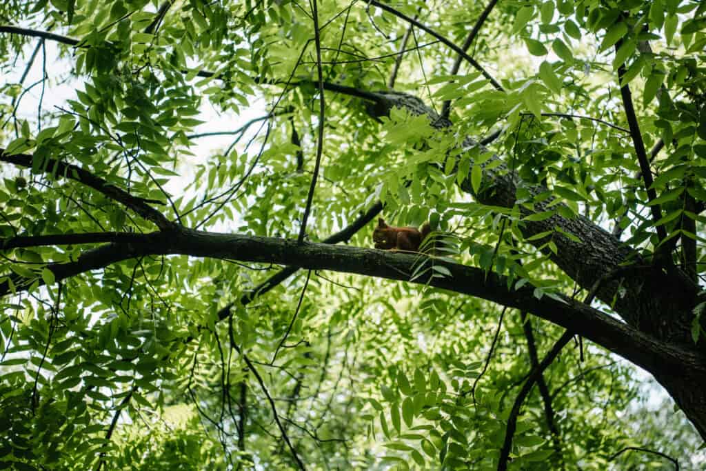 squirrel in tree