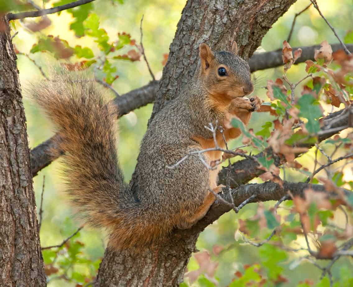Sciurus niger, a tree squirrel of north america, in the autumn light