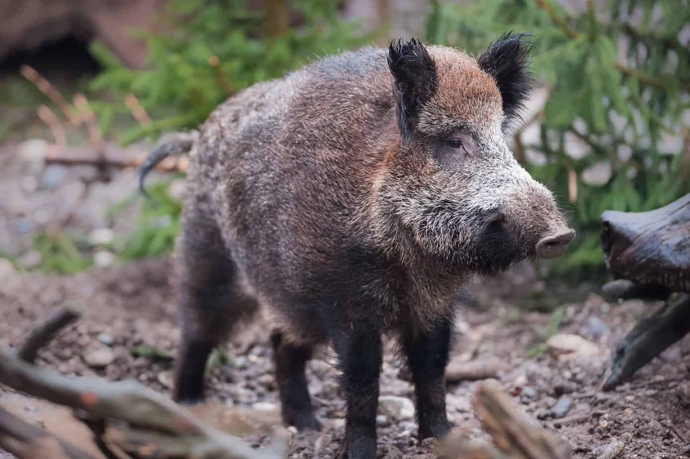 Wild boar (lat. Sus scrofa) standing in the woods