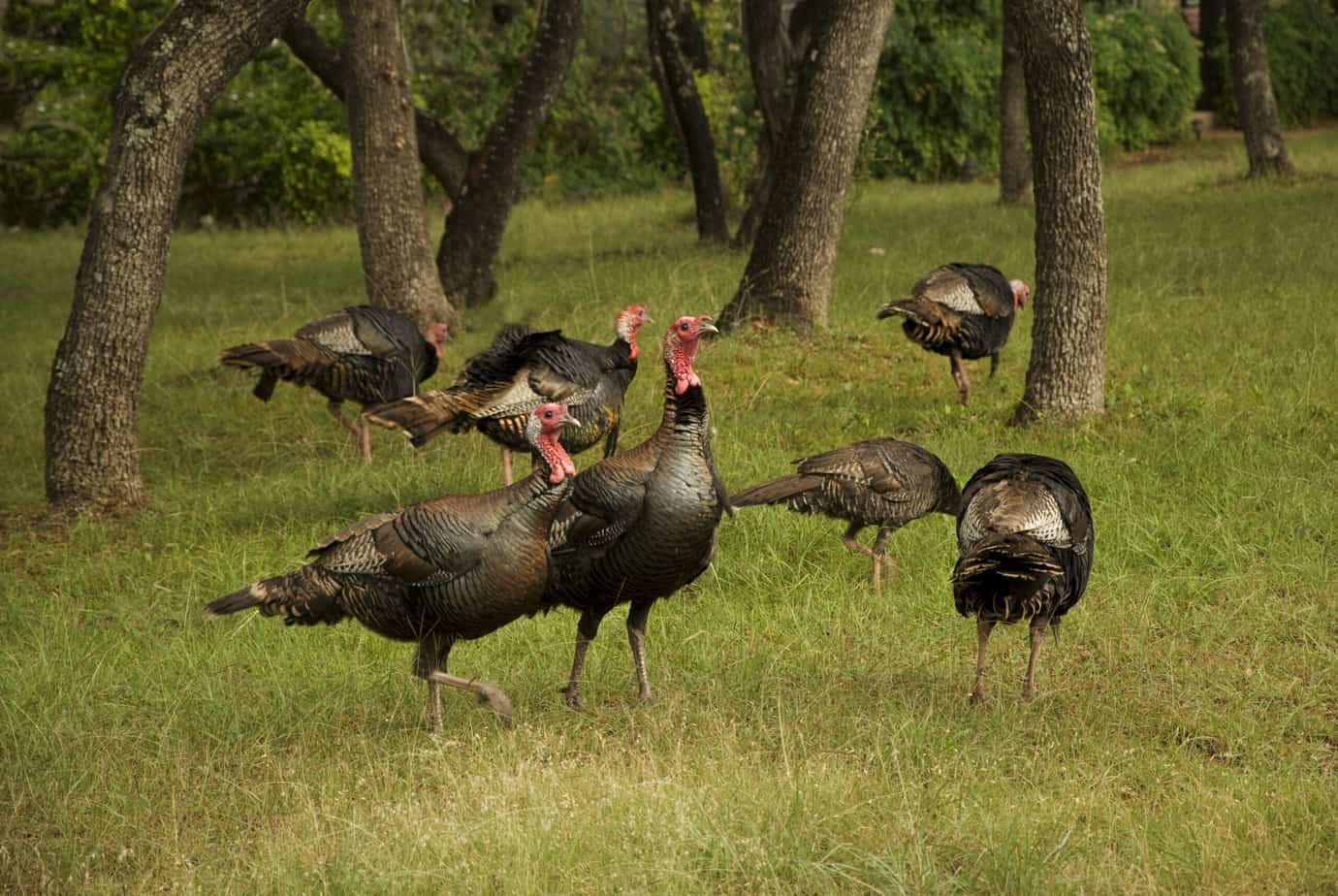 A group of wild turkeys feeding on insects.