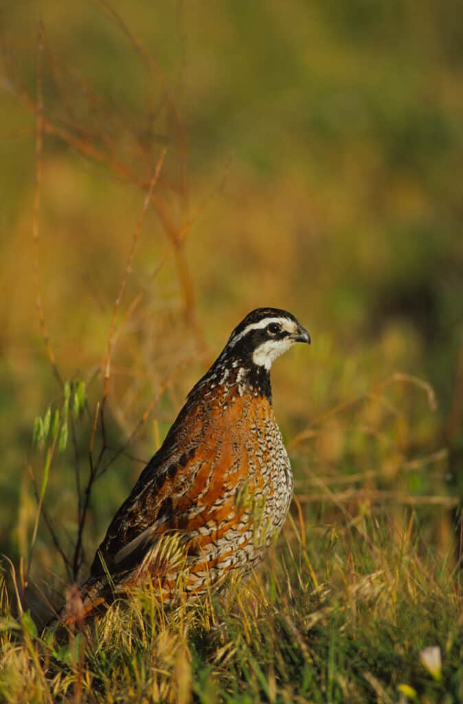 bobwhite quail