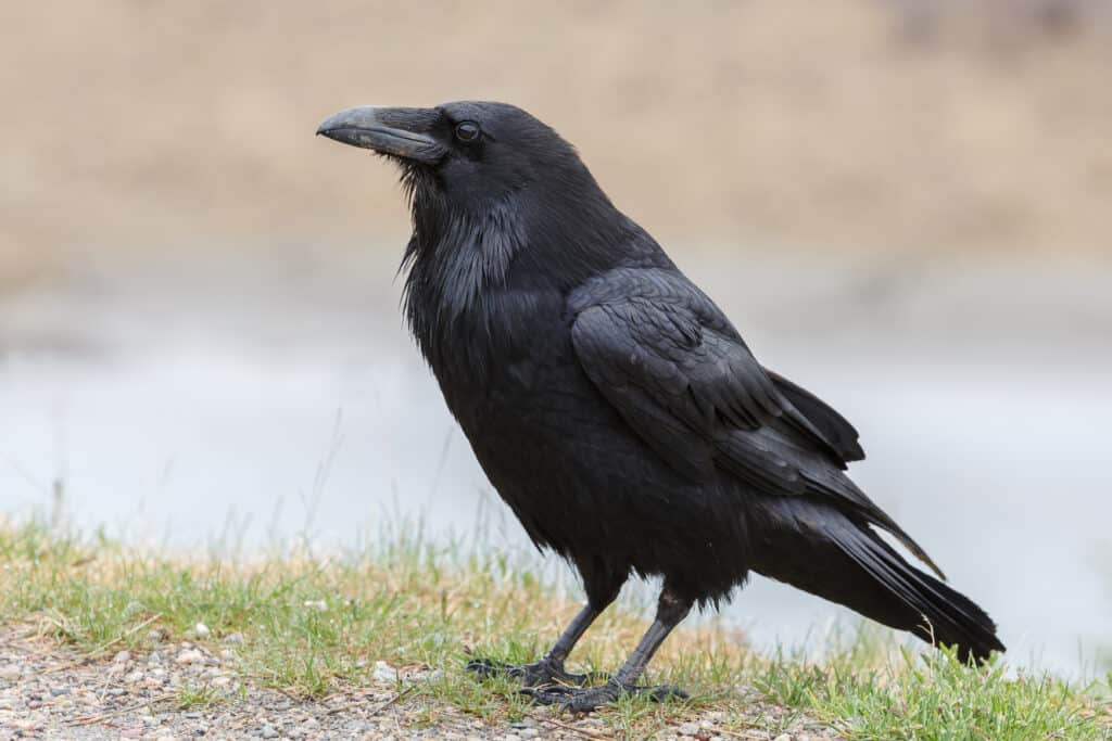 crow in grass