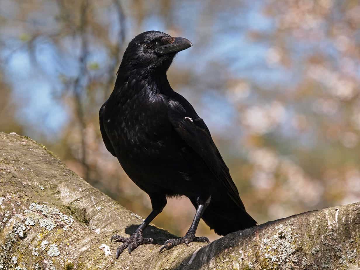 crow on a limb