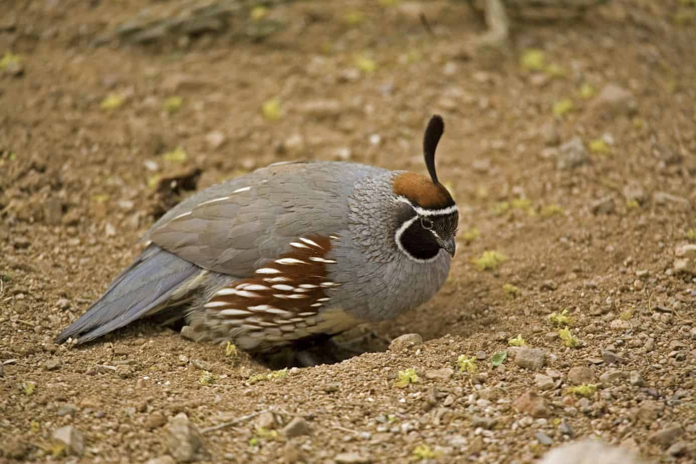 A Resting Gambels Quail, Callipepla gambelii