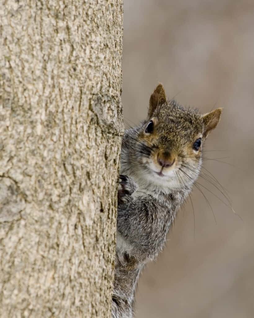 A gray squirrel perched on a tree trunk.
