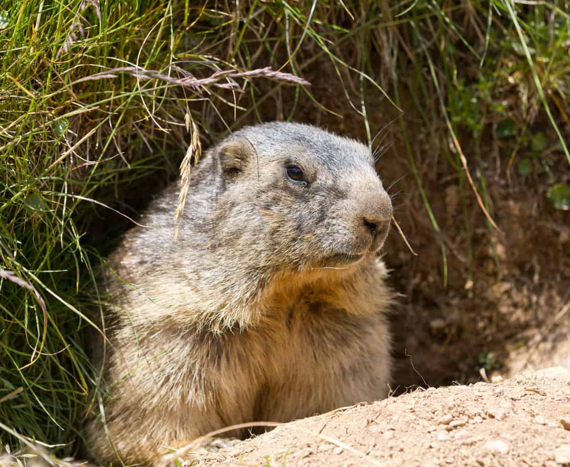 groundhog sitting in front of it's den in summer