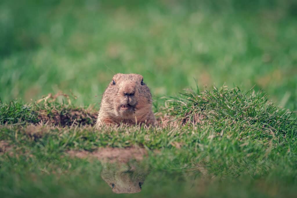 groundhog in field
