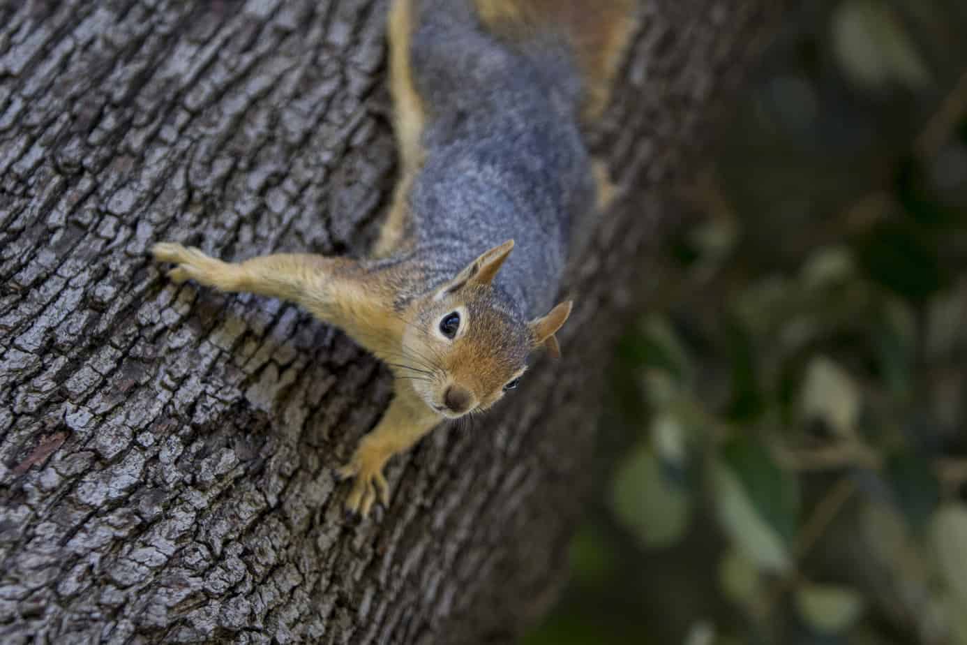 squirrel on a tree trunk. Staring